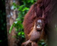 A Young Orangutang 