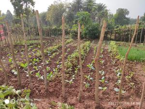 Odisha home garden02