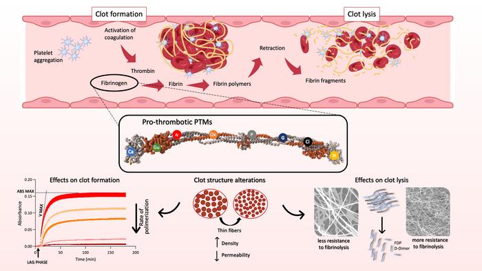 Impact of PTMs on fibrin clot properties