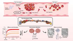 Impact of PTMs on fibrin clot properties