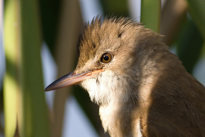 Great Reed Warbler