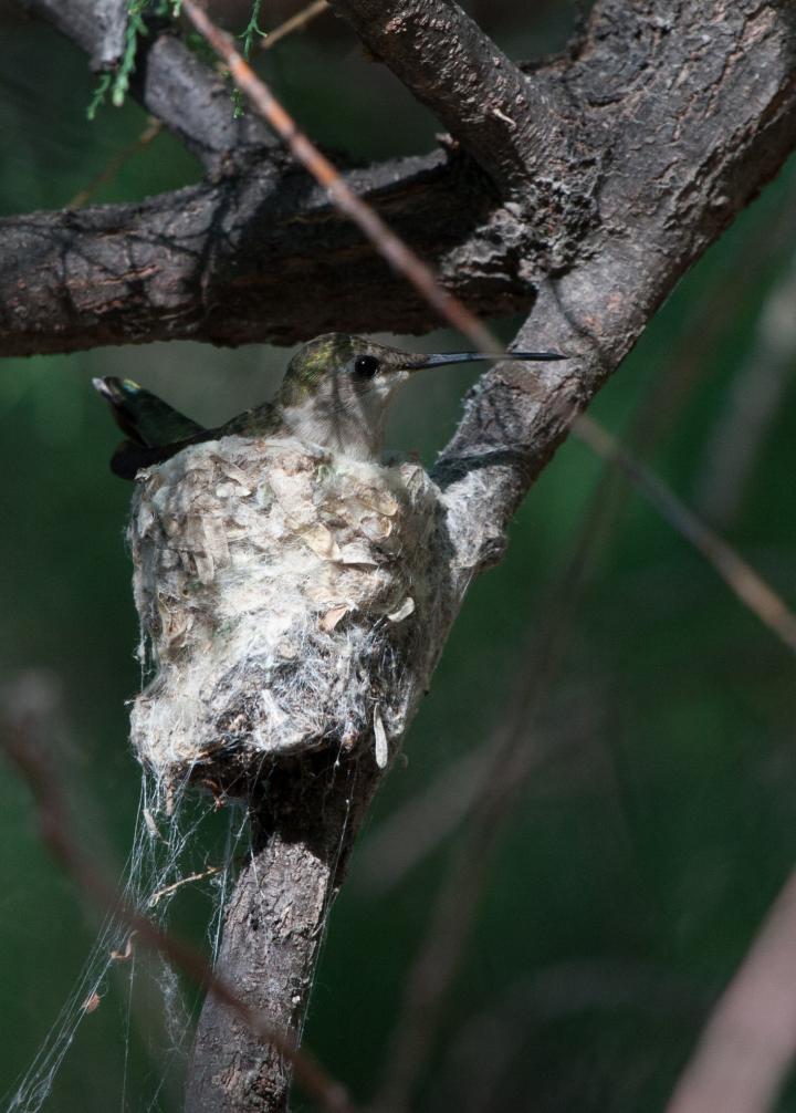 Hummingbirds Near Hawks Benefit from Nest Pro EurekAlert!