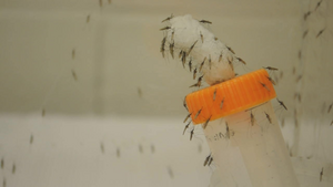 Study Examines Bacteria Living in and On Mosquitoes