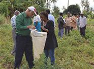 Identifying Leafminer Larvae
