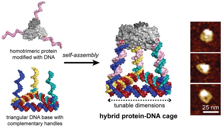 Hybrid-Protein DNA Cage