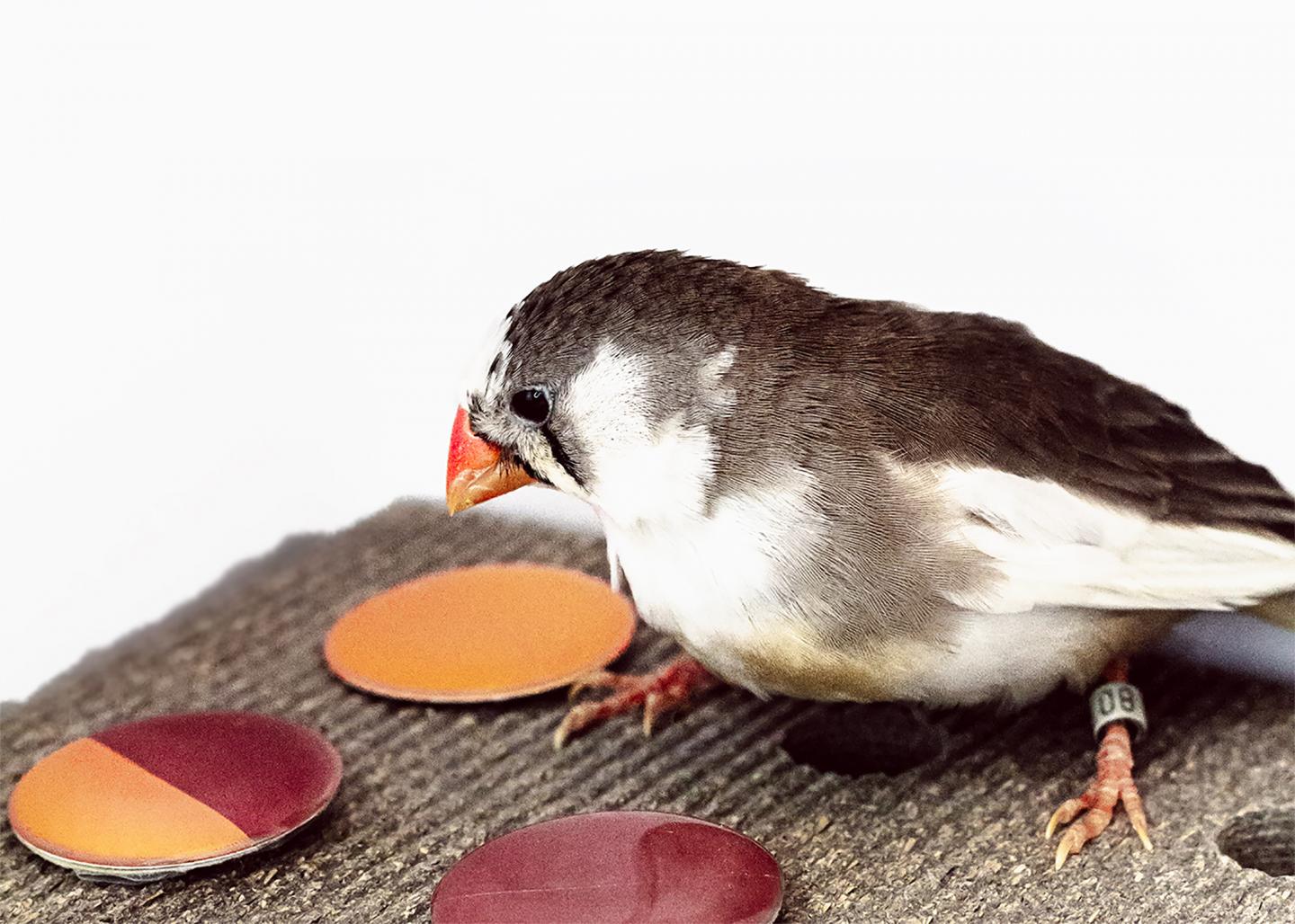 A Female Zebra Finch Takes a Color Discrimination Test