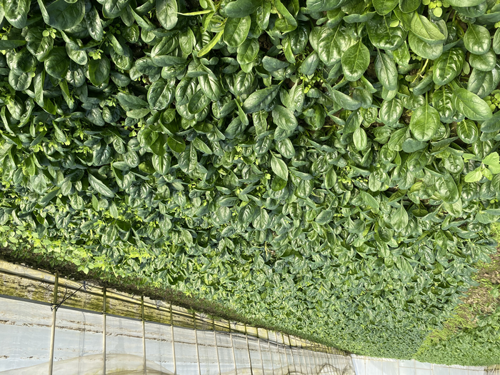 Spinach in greenhouse.3