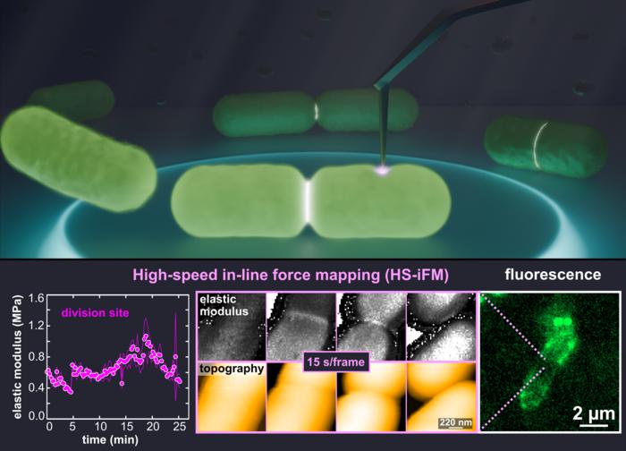 New microscopy technique reveals dynamic Escherichia coli membrane stiffness