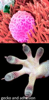 Engineering Hydrogels for Super-Human Powers