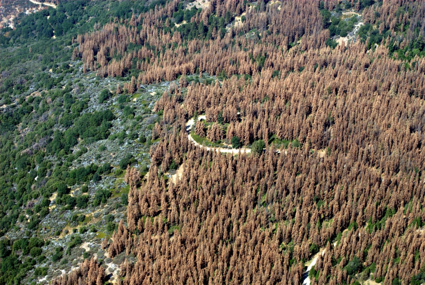 Sierra Nevada Tree Loss