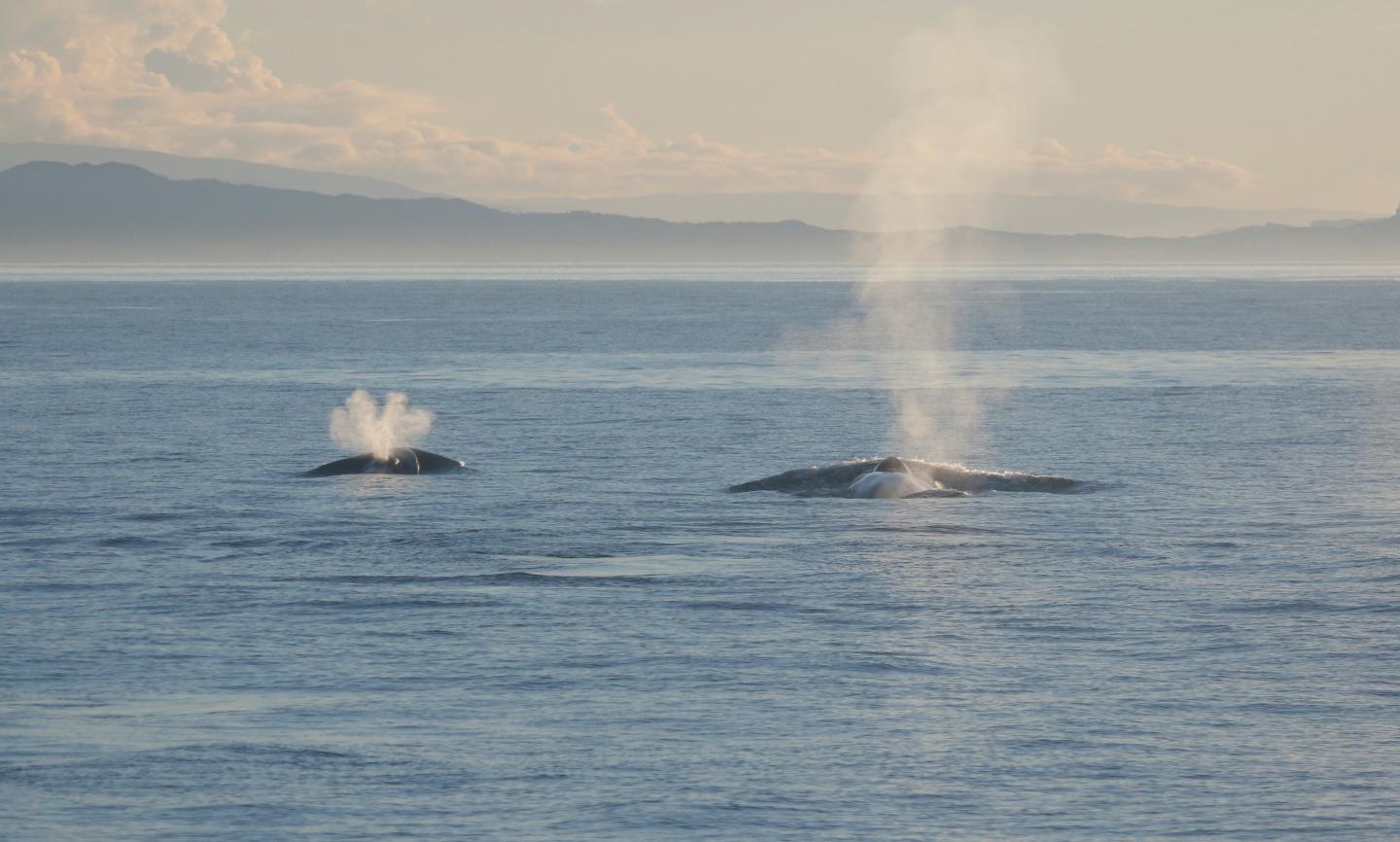 Blue Whales from Ocean