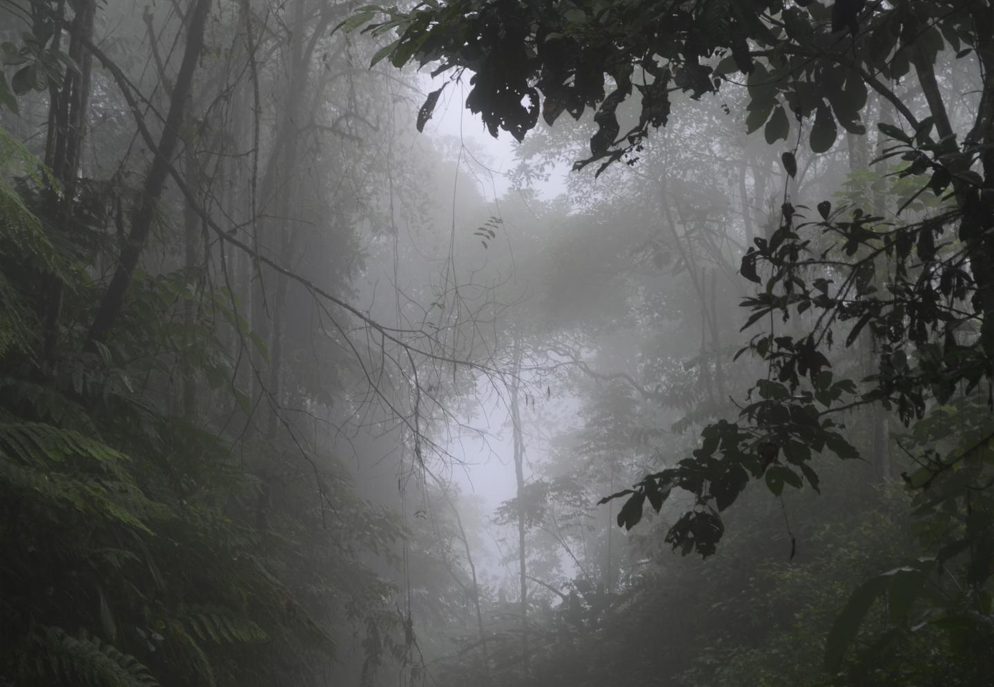 Habitat within Buenaventural Biological Reserve.