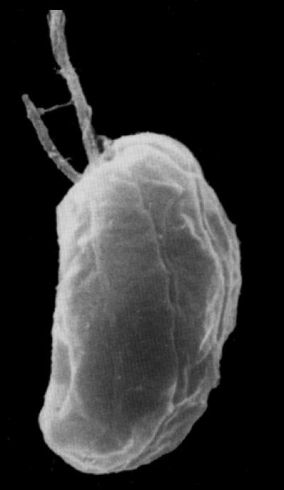 SEM of <i>Guillardia theta