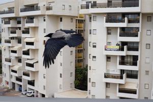 Crows in an urban area.