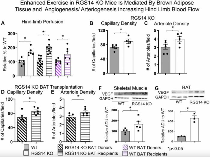 Brown adipose tissue enhances exercise performance and healthful longevity