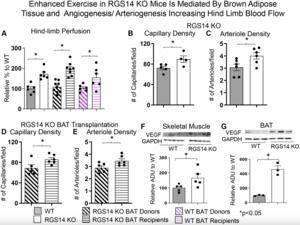 Brown adipose tissue enhances exercise performance and healthful longevity