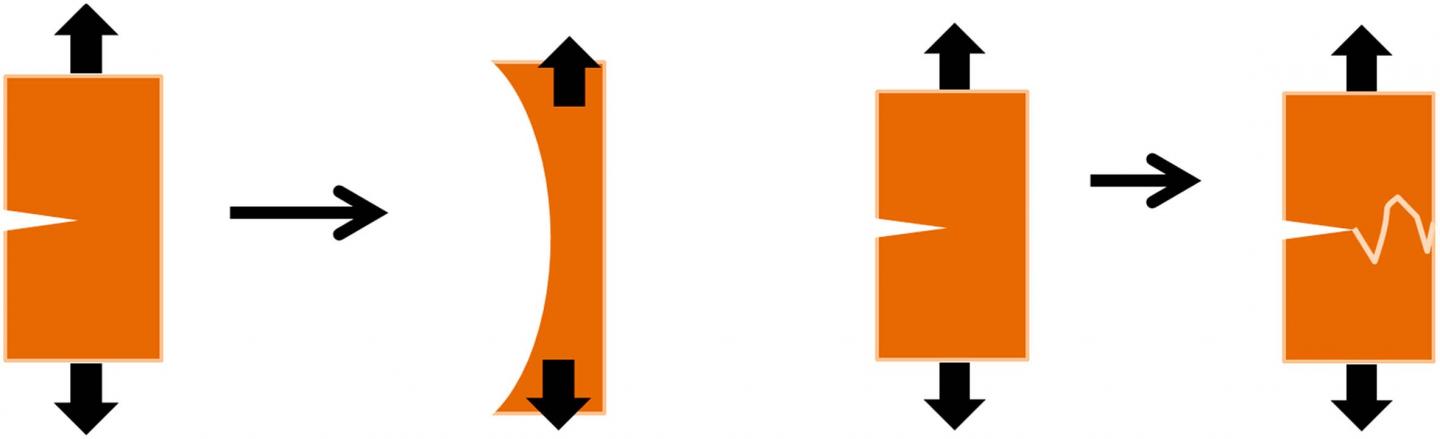 Tear Response of Collagen Fibrils in the Skin Compared to Bone