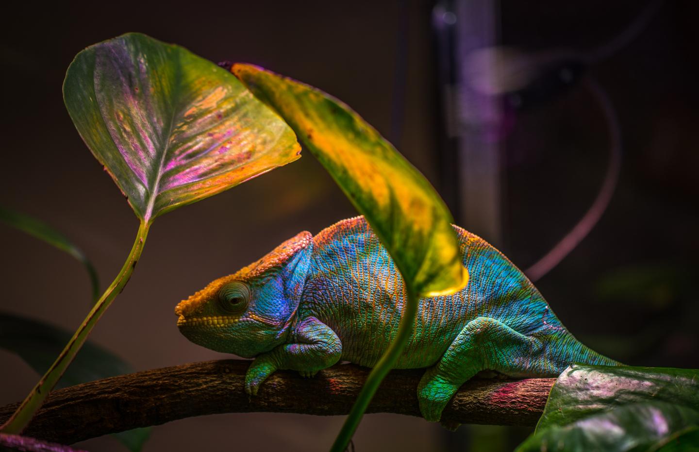 Chameleon Vision — A Unique Marvel of Design