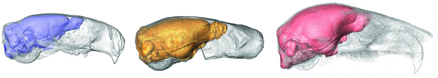 Rodent Brain Scans