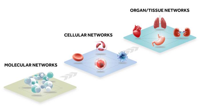 Network structure of different levels of organization in living organisms