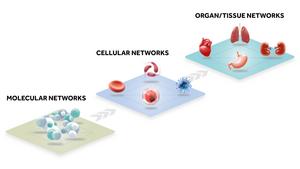 Network structure of different levels of organization in living organisms