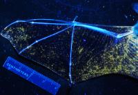 UV Light Showing White-Nose Syndrome in Bat's Wing