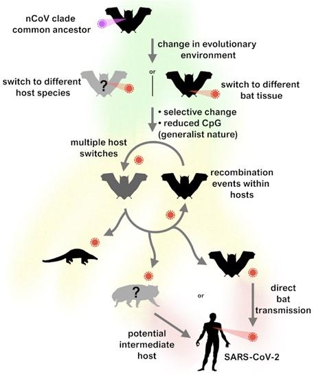 SARS-CoV-2 in humans