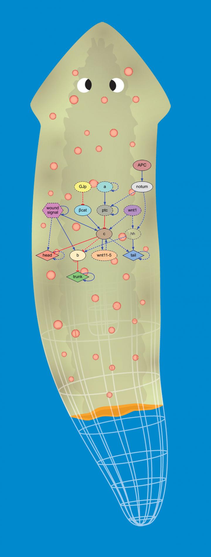 Artificial Intelligence Discovers Planarian Regeneration Model