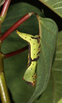Caterpillars Turn Anti-Predator Defense against Sticky Toxic Plants