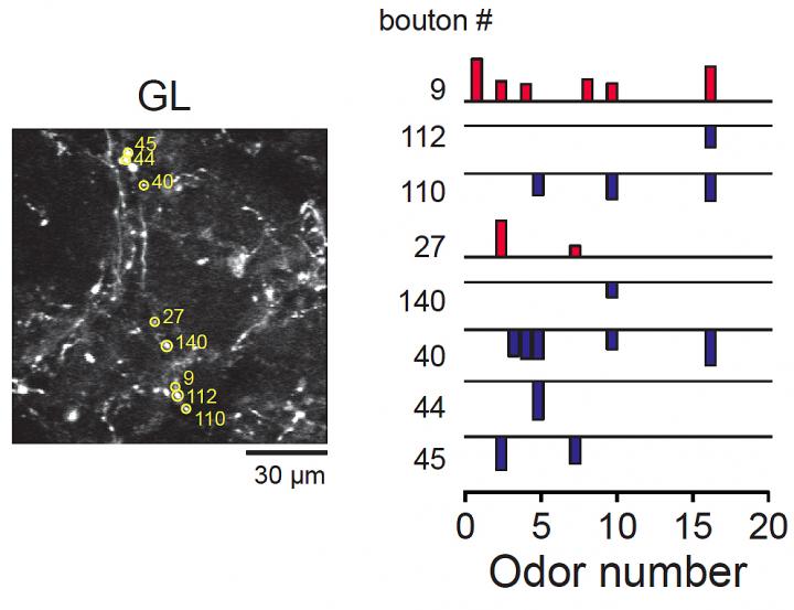 Feedback from the Olfactory Cortex Spurs Sparse, Precise Responses in the Olfactory Bulb