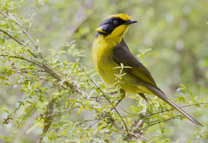 Helmeted Honeyeater (Lichenostomus melanops cassidix) : Helena