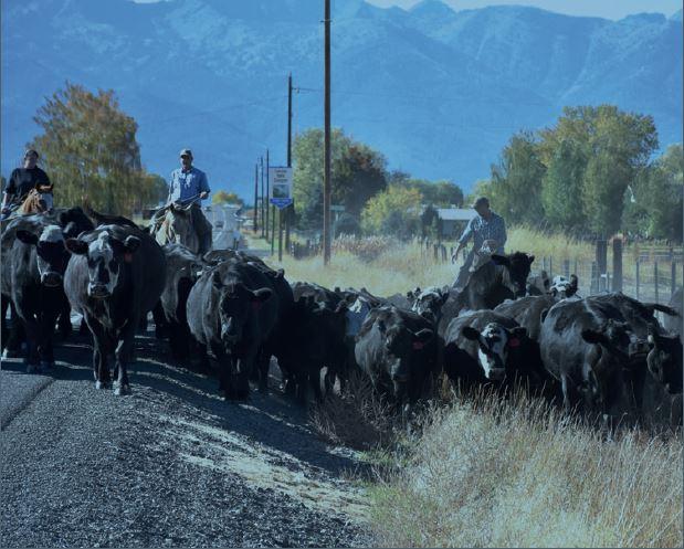 Blue Mountains Cattle Drive