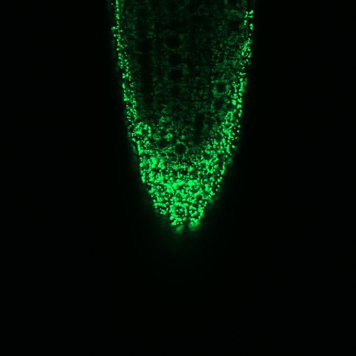 Microscopic image of the mitochondria in a root tip of Arabidopsis thaliana