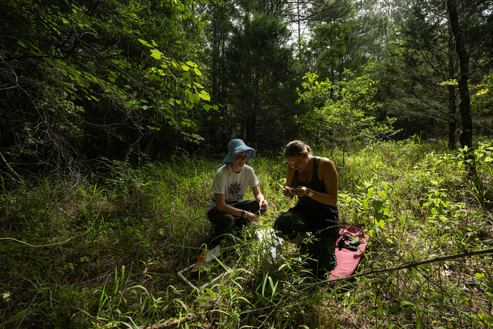Collecting grass and symbionts near Huntsville, Texas