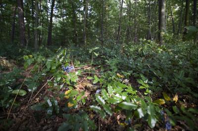 Alien Plant Species (1 of 2)