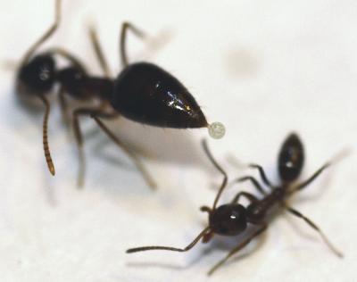 Winter Ant Secretes Poison
