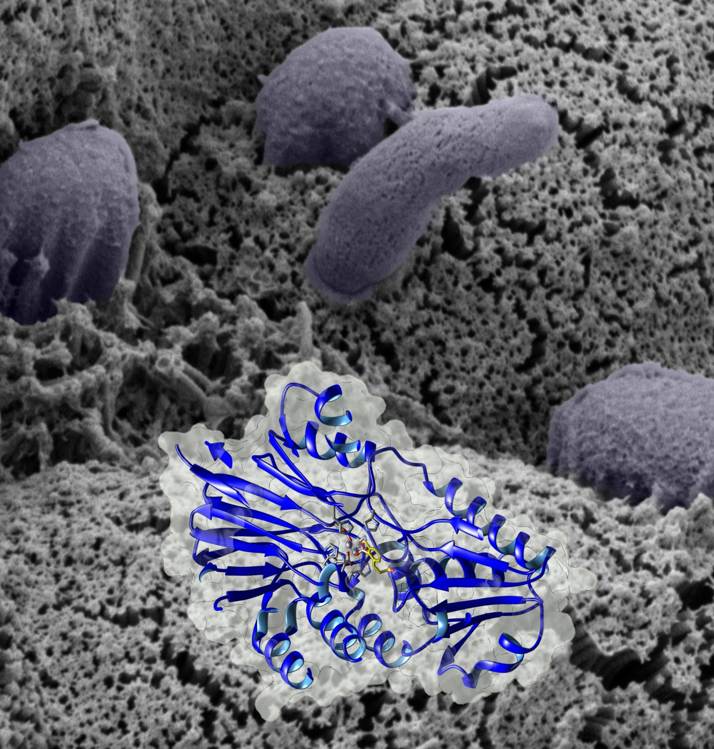 Anti-Parasite Compound Controls Cryptosporidium Infection in Mice (3 of 4)