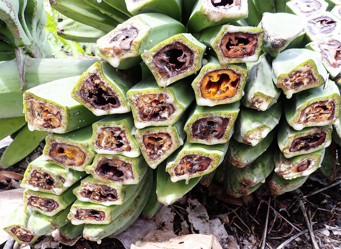 Arriving in Mainland Malaysia, Banana Blood Disease Now Poised to Spread Throughout Southeast Asia