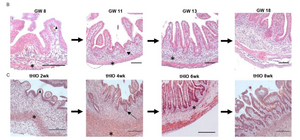 How Transplanted Organoids in Mice Match Human Fetal Development Milestones