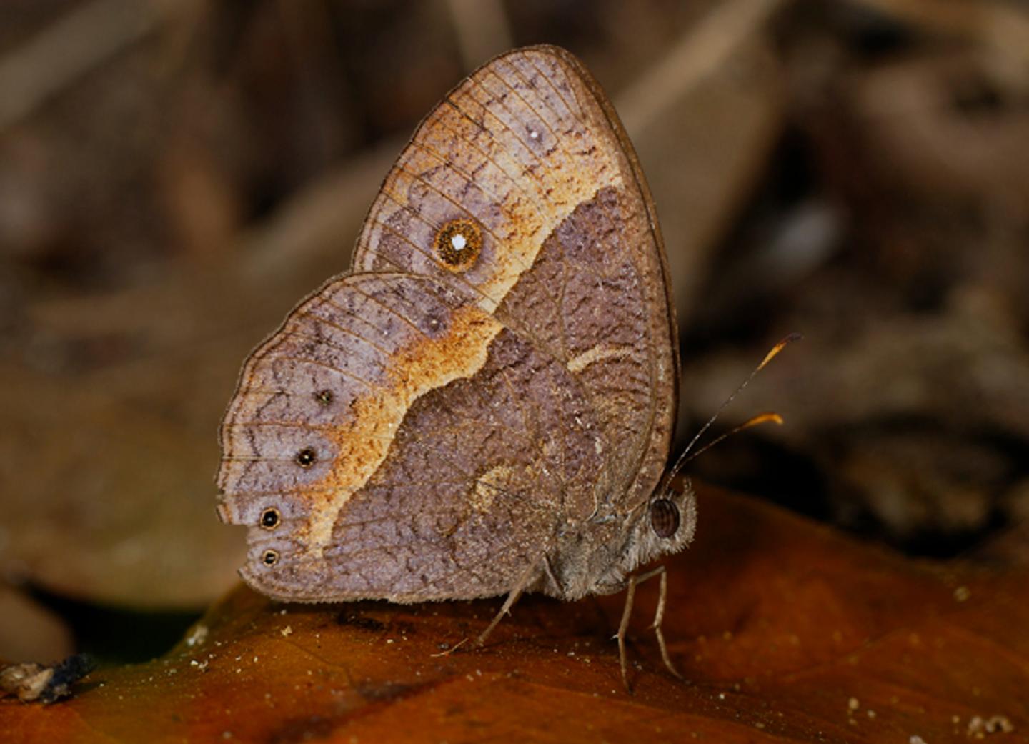 Dry Season Eyespots