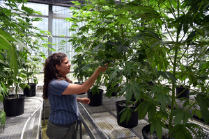 UConn Cannabis Greenhouse