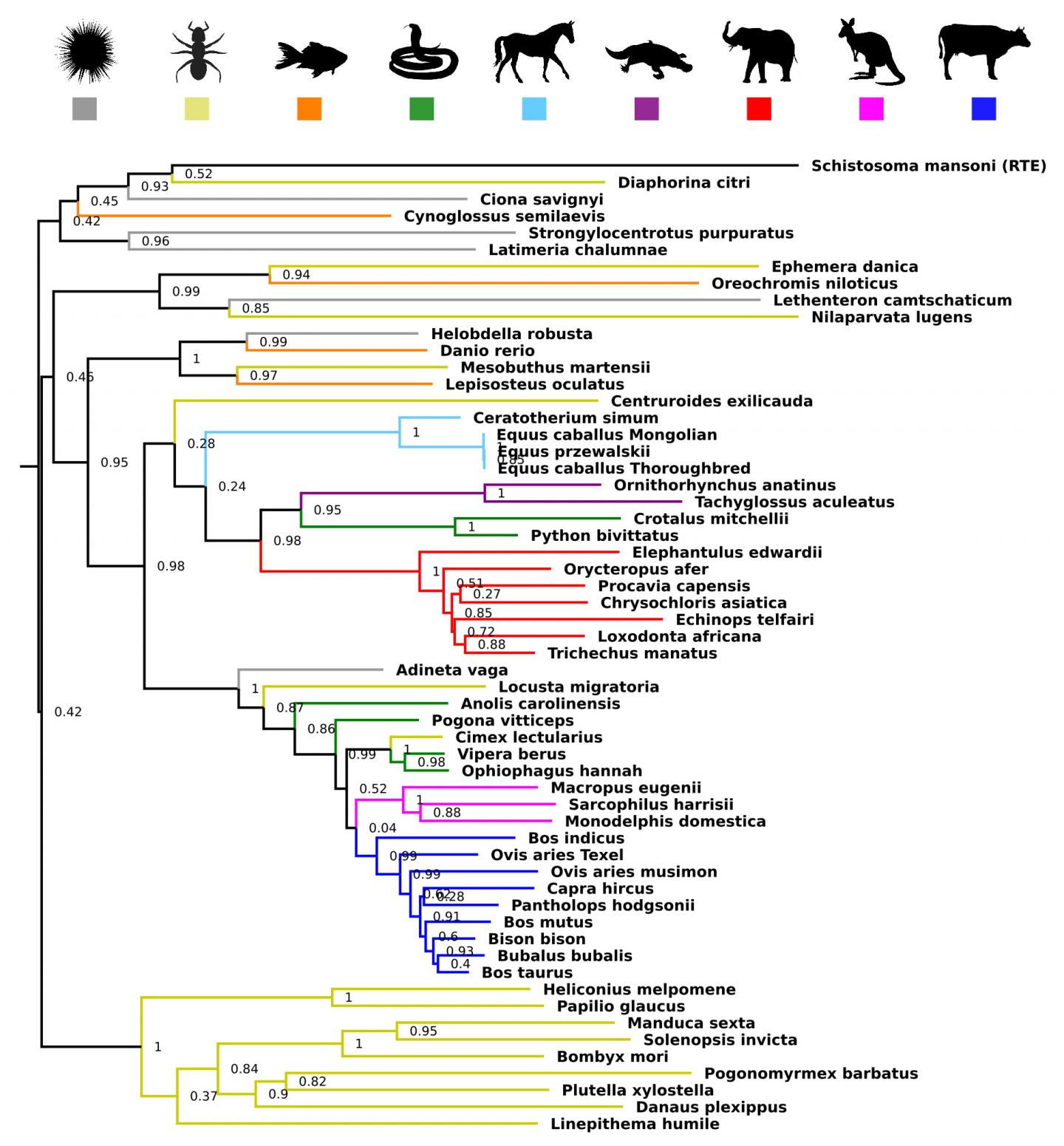 Cross species transfer of genes has driven ev EurekAlert!