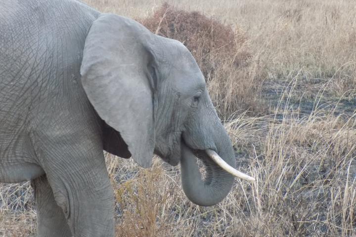 African elephant