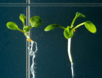 <I>Arabidopsis thaliana</I>
