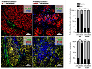 Tumour-associated Schwann cells