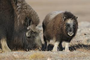 Musk oxen in Greenland