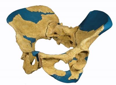 Homo Erectus Pelvis