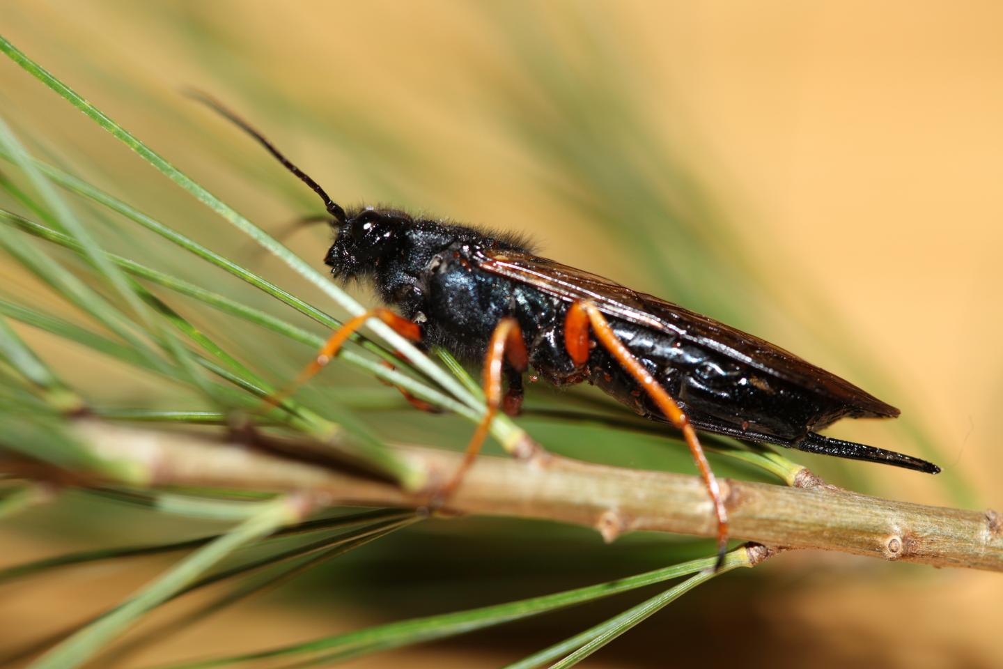 Woodwasp