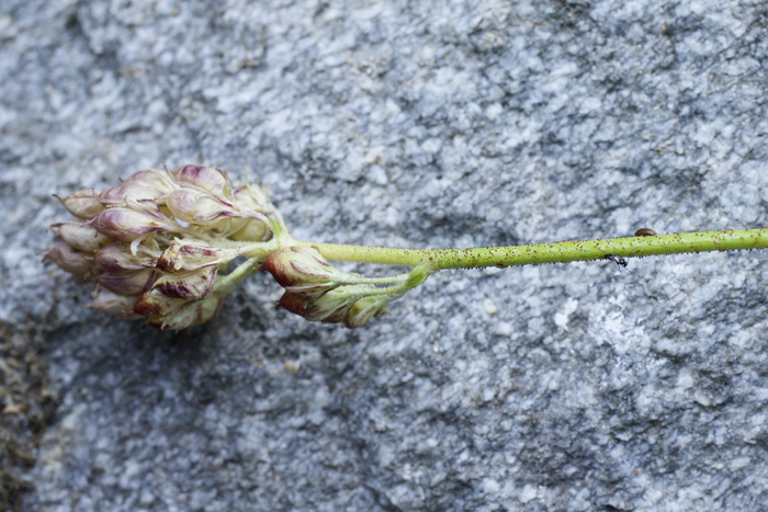 Fresh field specimen of Triantha occidentalis