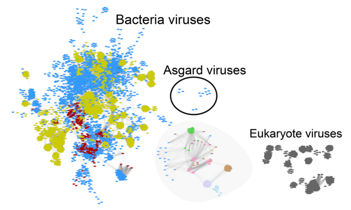 Viruses infecting ASGARD archaea